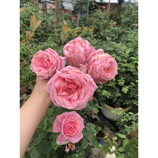 Phân bón phục hồi cho cây yếu còi