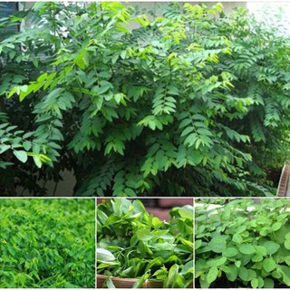 Hạt giống rau ngót ( rau bồ ngót ) - 1 gói 1gram