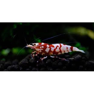 Tép cảnh taiwanbee