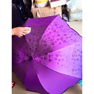 Ô NỞ HOA KHI GẶP MƯA