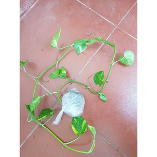 Cây trầu bà