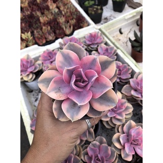 Sen đá Hồng Dâu var 10cm