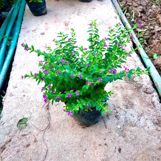 Cây hoa cẩm tú mai (Ảnh thật).
