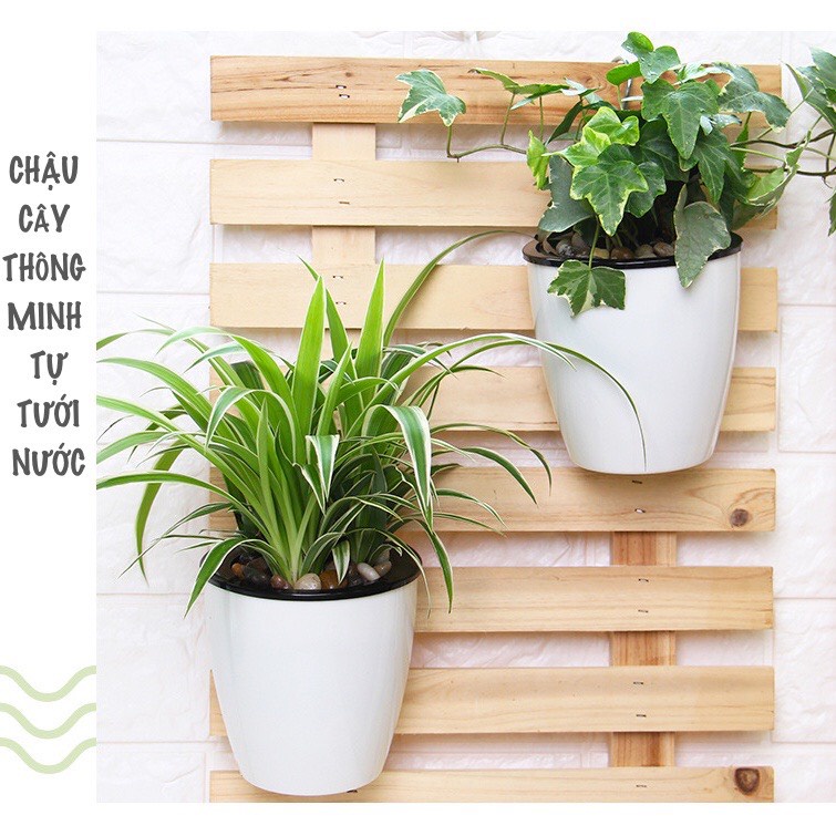 Chậu cây thông minh treo tường nhập khẩu Oliz K0. chậu cây tự tưới nước