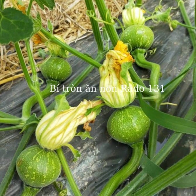 Hạt Giống Bí Tròn Ăn Non (RADO131) 5 Hạt