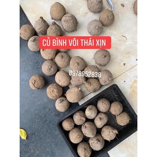 size 7-8cm Củ Bình Vôi Thái