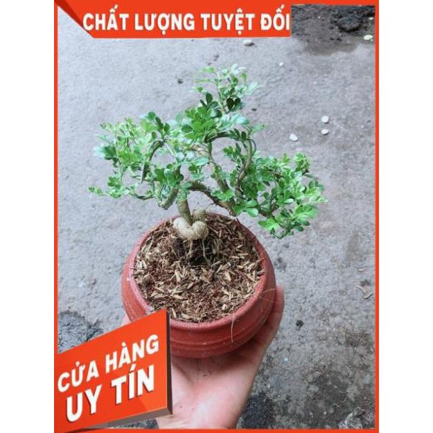 Chậu Cây Cần Thăng