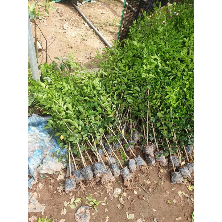 CÂY GIỐNG NGUYỆT QUẾ