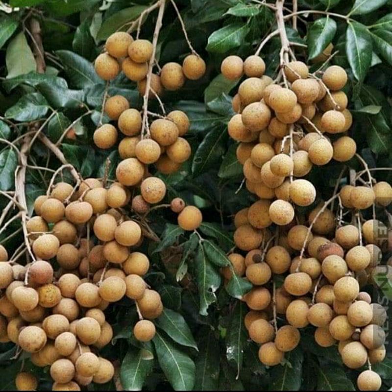 CÂY GIỐNG NHÃN SIÊU TRÁI (NHÃN HỒNG PHÚC )