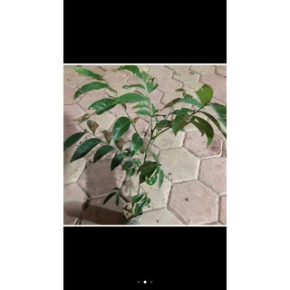 combo 2 cây móc mật