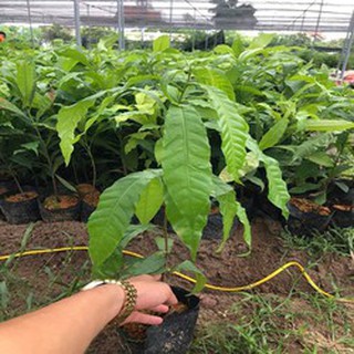 Combo 3 cây vú sữa hoàng kim - 273