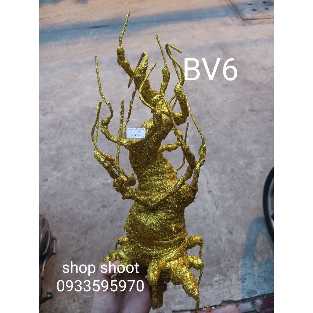 GỐC KIM TIỀN VÀNG BV6-35cm