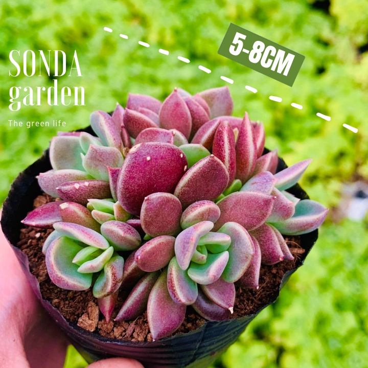 Sen đá mặt trăng SONDA GARDEN size bé 5-8cm, xuất xứ Đà Lạt, khoẻ đẹp, lỗi 1 đổi 1