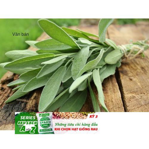 20h Hạt Giống Xô Thơm Sage