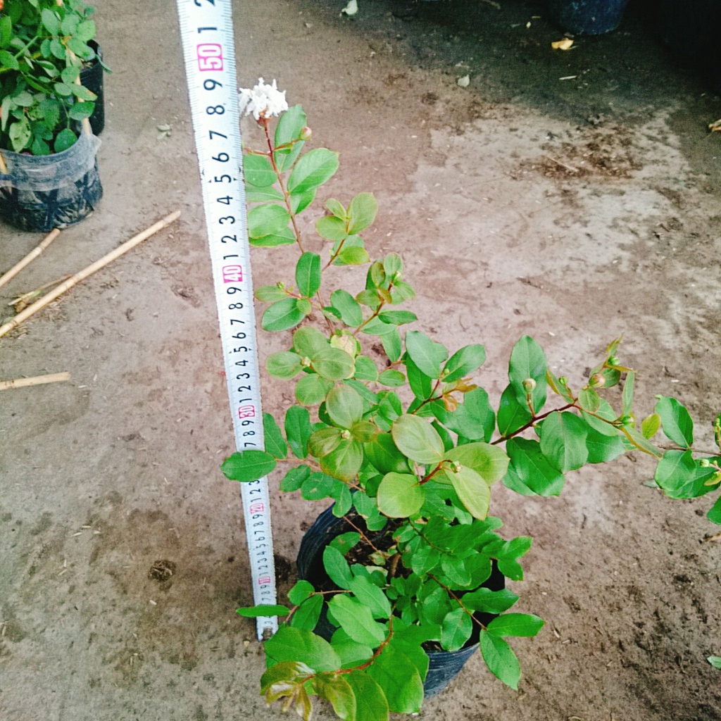 Cây tường vy hoa trắng - cây cảnh đẹp mau phát triển