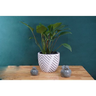 CHẬU SỨ TRẮNG HỌA TIẾT 18*21CM