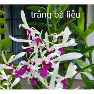 Hoa lan Bà liễu xưa combo 2 chậu