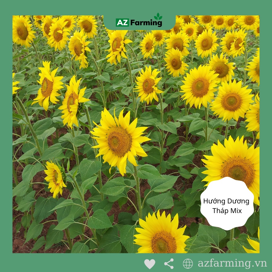 Hạt Giống Hoa Hướng Dương Gói 50 Hạt - AZ Farming