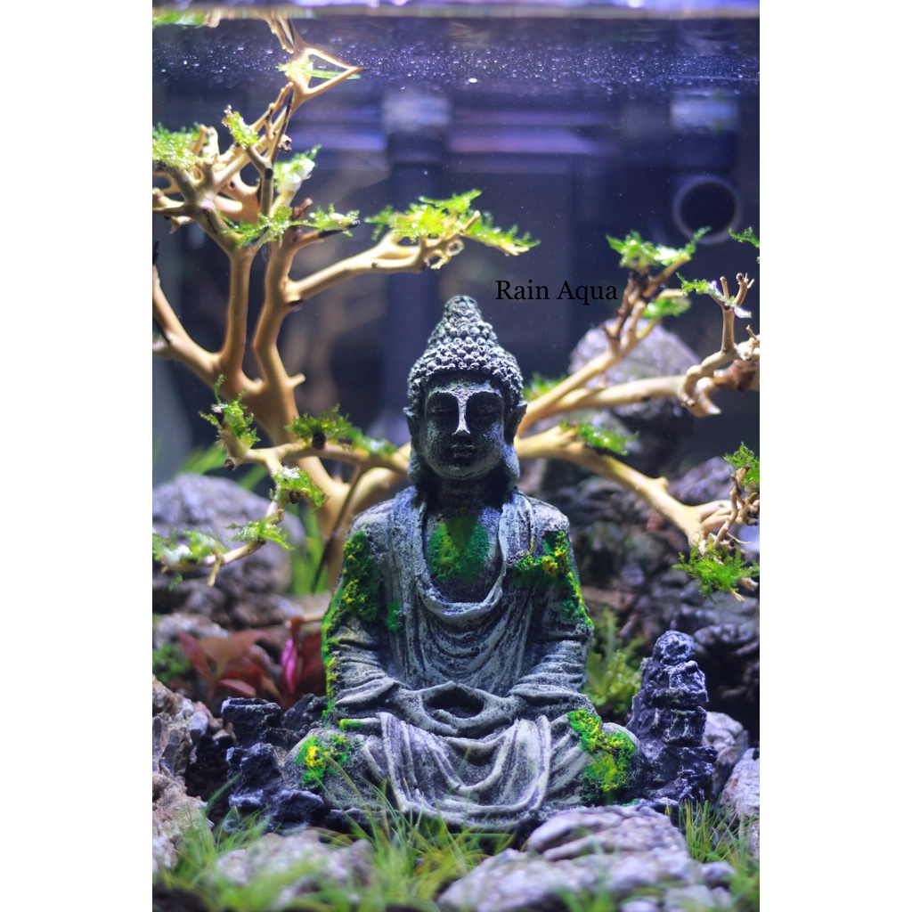 Bể thủy sinh để bàn 25x25x25cm, kính siêu trong, Full phụ kiện