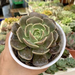 SEN ĐÁ HOA HỒNG NHĂN TO 10cm
