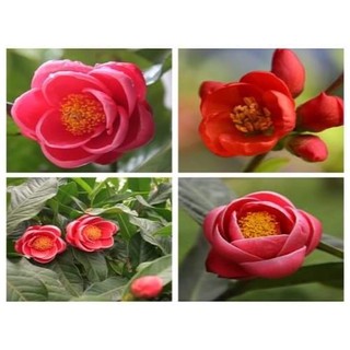 Cây giống Hoa Hải Đường