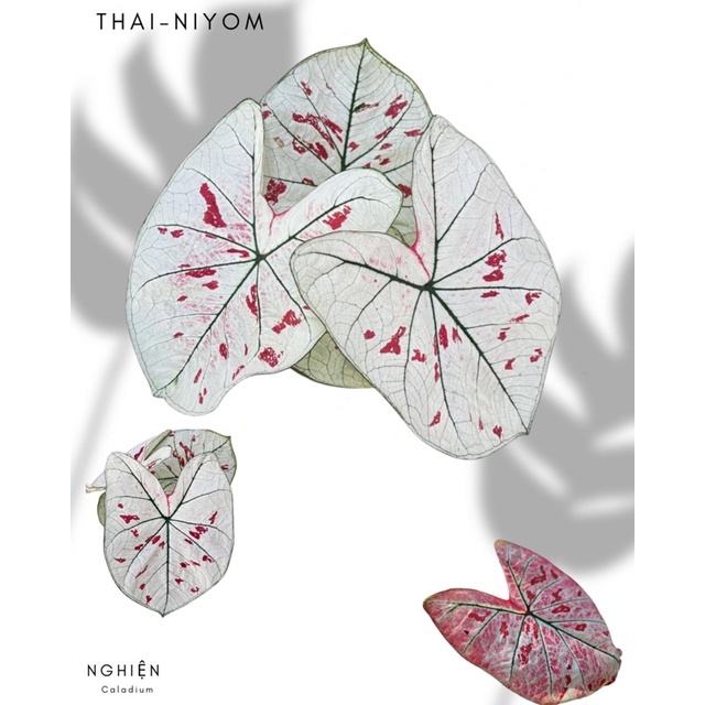 Caladium thái niyom - Thái Lan phổ biến