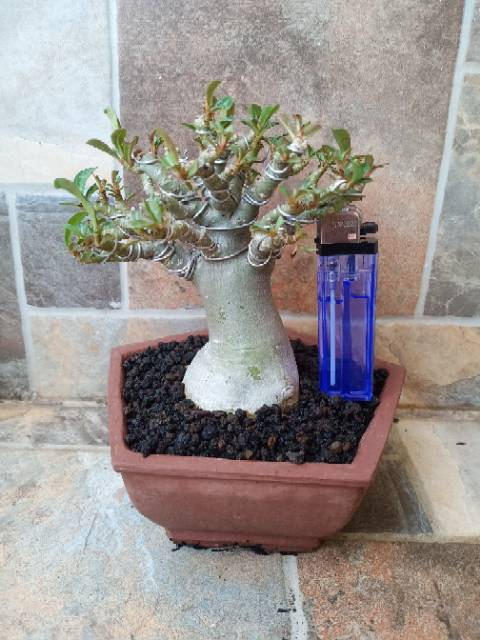 Nhánh Cây Bonsai Giả Trang Trí Nhà Cửa