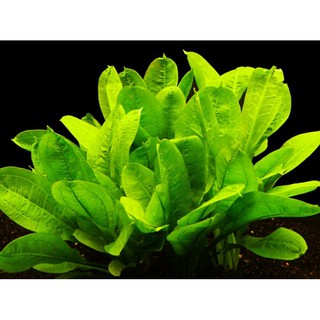 Trầu lùn Tropica