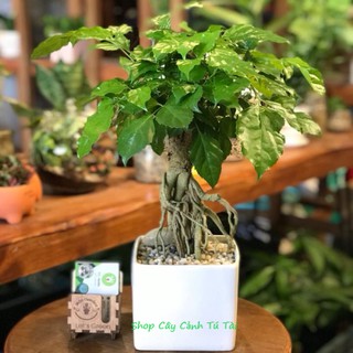Cây Hạnh Phúc Để Bàn Gốc Bonsai_Lọc Không Khí Cực Tốt Cho Không Gian Làm Việc, SInh Sống