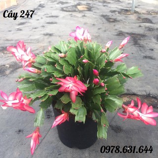 Cây Hoa Lan càng cua phong thủy