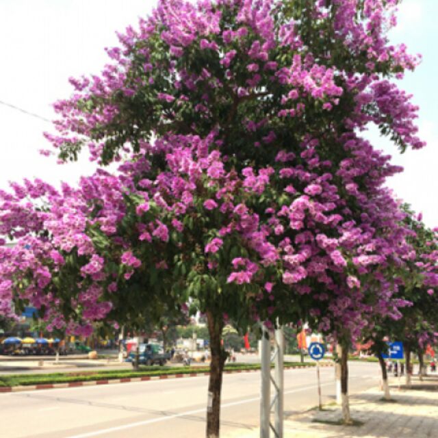 Cây bằng lăng