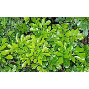 Lá cây ngâu, cây mộc ngưu tươi sạch 100%  #lacayngau