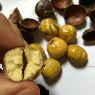 Hạt dẻ trùng khánh hạt to và đều => bao chất
