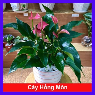 Cây Hồng Môn - caykiengsadec - Cây phong thủy để bàn