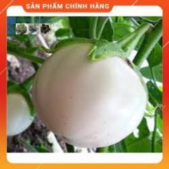 HẠT GIỐNG CÀ BÁT TRẮNG CAO SẢN