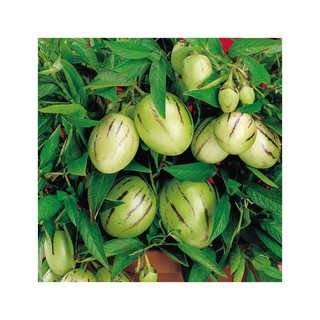 Hạt giống Dưa Pepino F1 50 HẠT ĐẠI GIẢM GIÁ TẾT