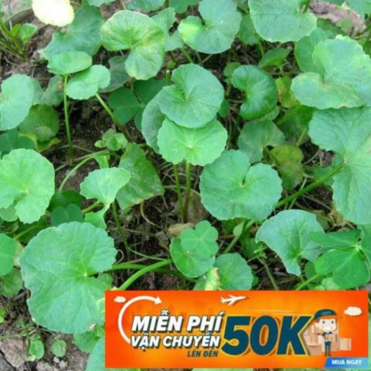 0.5g Hạt giống Rau má (tặng gói kích nẩy mầm và hướng dẫn) LuckyseadTG