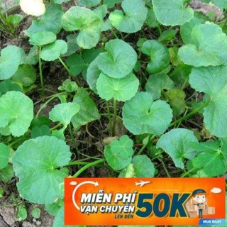 0.5g Hạt giống Rau má LuckyseadTG