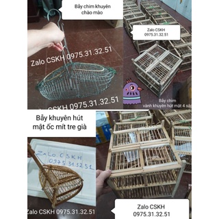 Bẫy vành khuyên ốc mít hút mật