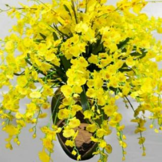 30 cành hoa lan vũ nữ giá sỉ