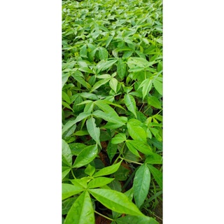 cây giống hoa mỹ nhân
