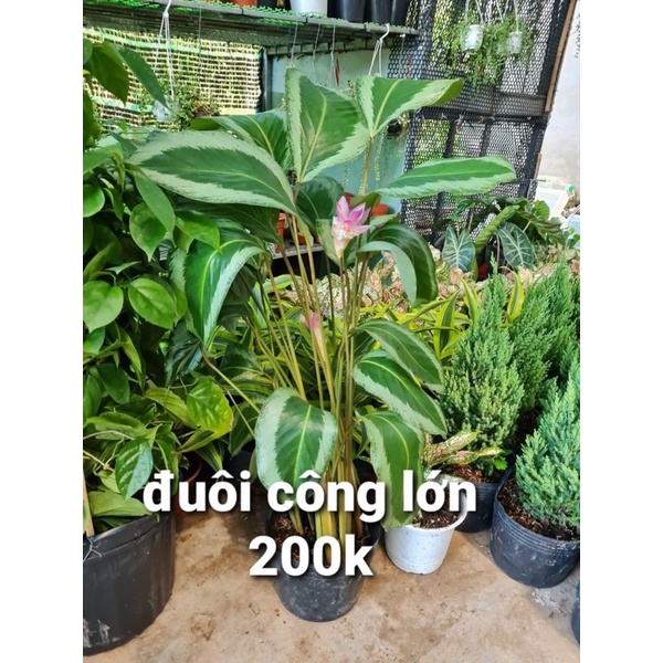 Đuôi công xanh lớn