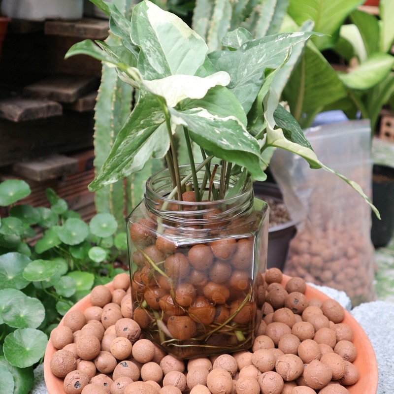 Viên đất nung Popper  hạt Leca hỗ trợ trồng cây thuỷ sinh, giúp bám rễ tốt, thoáng khí
