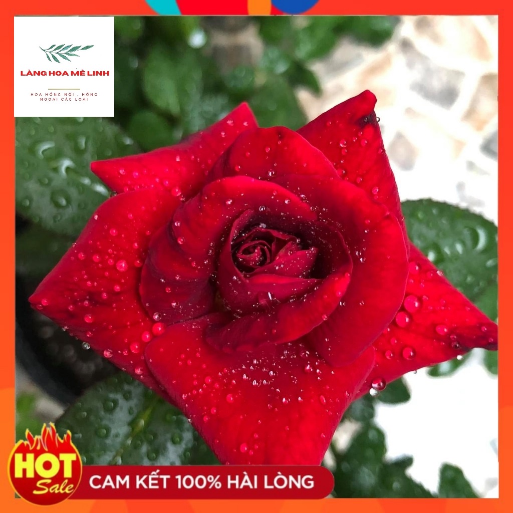 Hoa Hồng Ngoại DARK Night Rose[ KỴ SỸ BÓNG ĐÊM ] - Đẹp, độc, lạ Màu đỏ thẫm, phần cuối màu đen -đỏ - thơm dịu nhẹ.