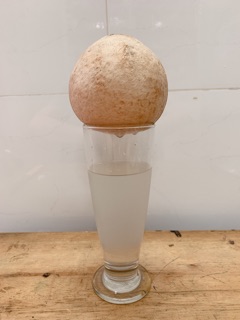 Dừa Xiêm Trọc Bến Tre