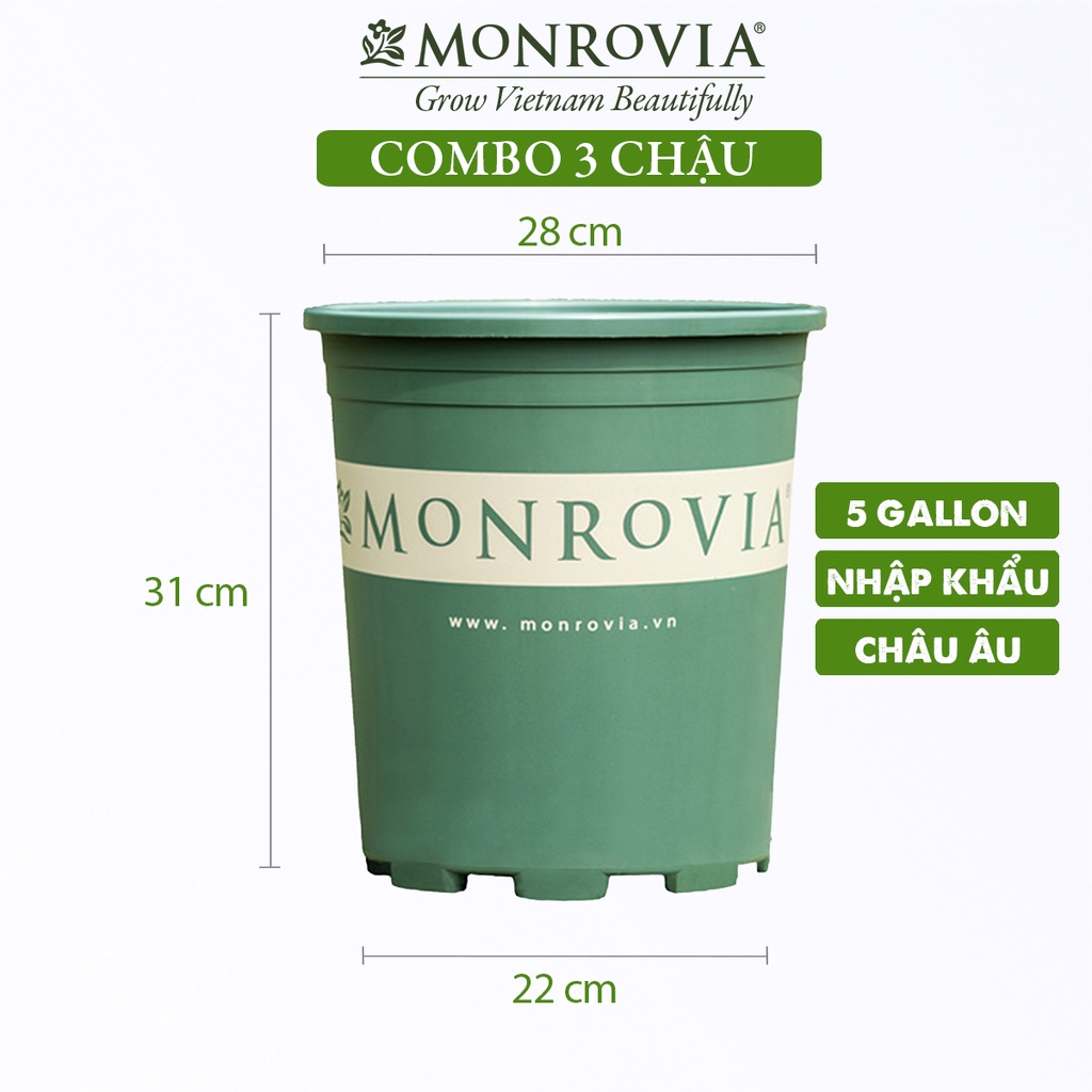 Combo 3 Chậu nhựa trồng cây MONROVIA 5 Gallon màu xanh, để bàn, ban công, ngoài trời, tiêu chuẩn Châu Âu