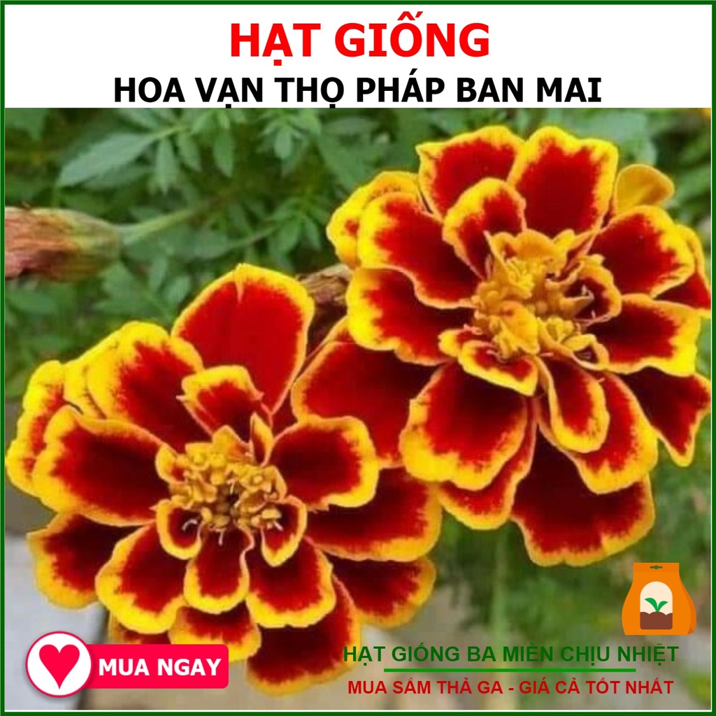 Hạt Giống Hoa Vạn Thọ Pháp Ban Mai