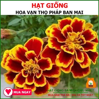 Hạt Giống Hoa Vạn Thọ Pháp Ban Mai
