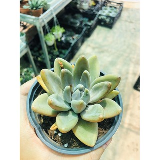 Sen đá vuốt bạc (new-hàng nhập)