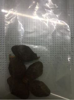 Hạt ươi trâu kèm é( dùng thử)